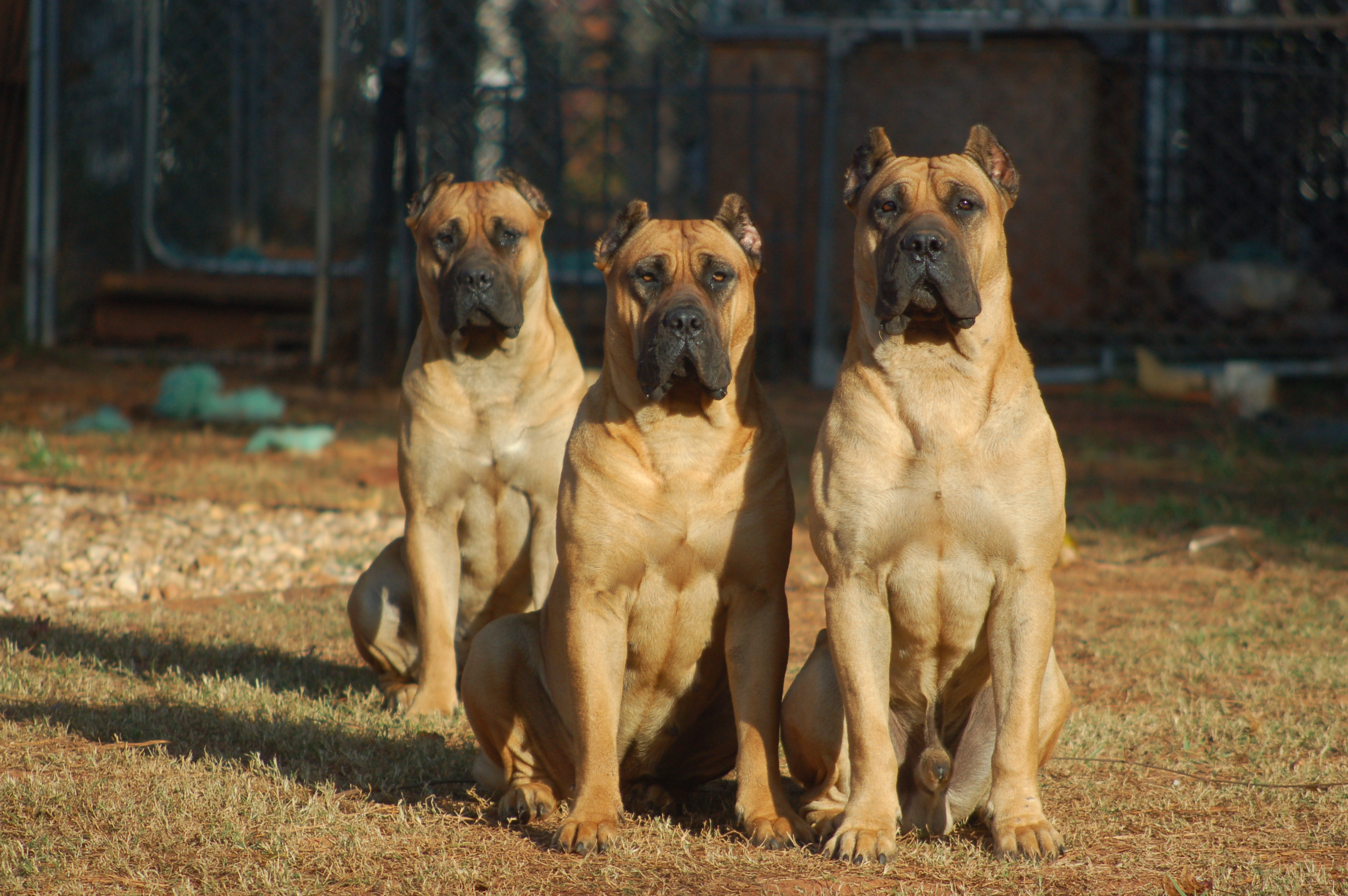 Presa Canario Red Fawn Cheap Buy Online