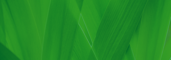 Wix.png