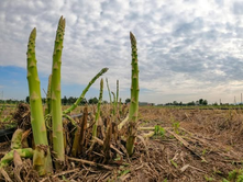 ¿Te interesa reconvertir tus cultivos...?‼️Esto es para tí...👇🏼👇🏼👇🏼‼️ ABIERTA LA CONVOCATORIA PARA LA RECONVERSIÓN DE CULTIVOS; MÁS PRODUCCIÓN CON MENOS RECURSOS