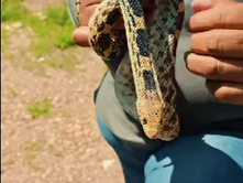 🐍iNo todas las serpientes son un peligro!