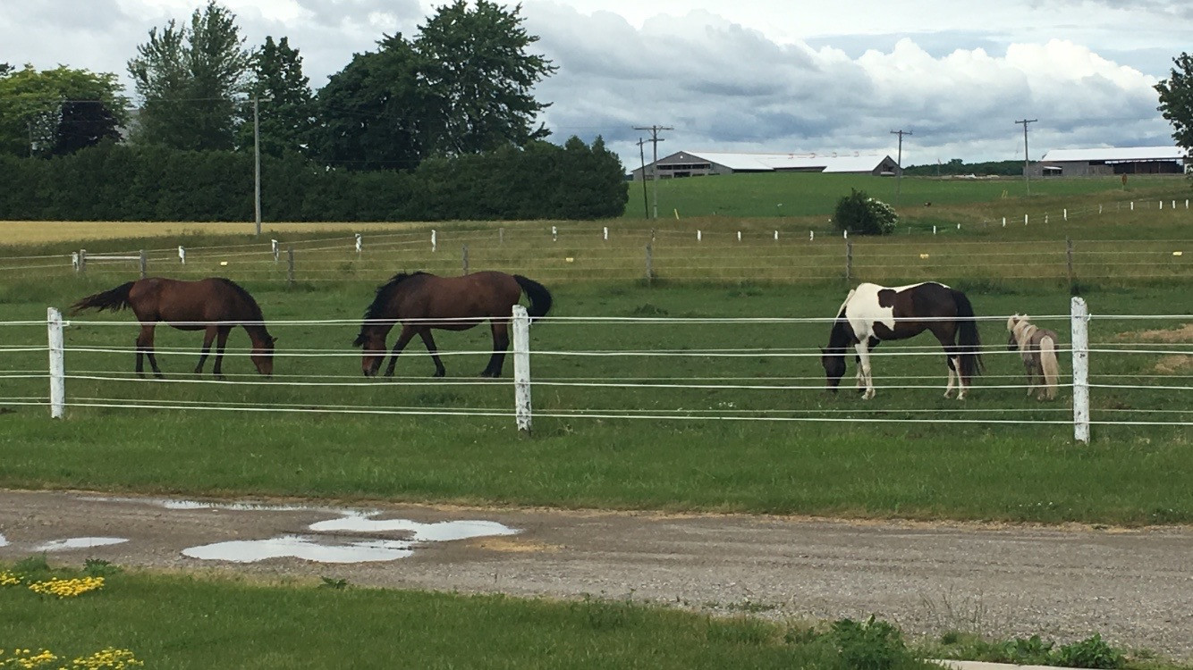 ABOUT US | Gully's Learning Ranch