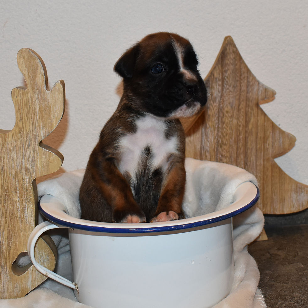 Tzar au Cœur Battant