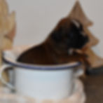 Tecks au Cœur Battant