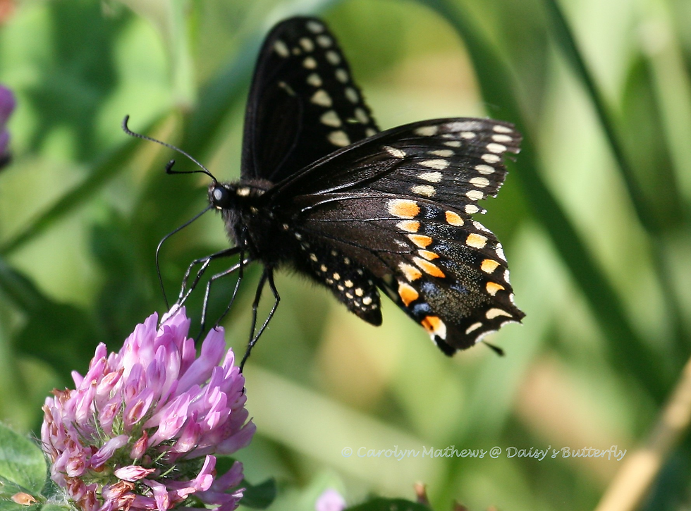 black butterfly with orange markings enjoying a blossoming clover.