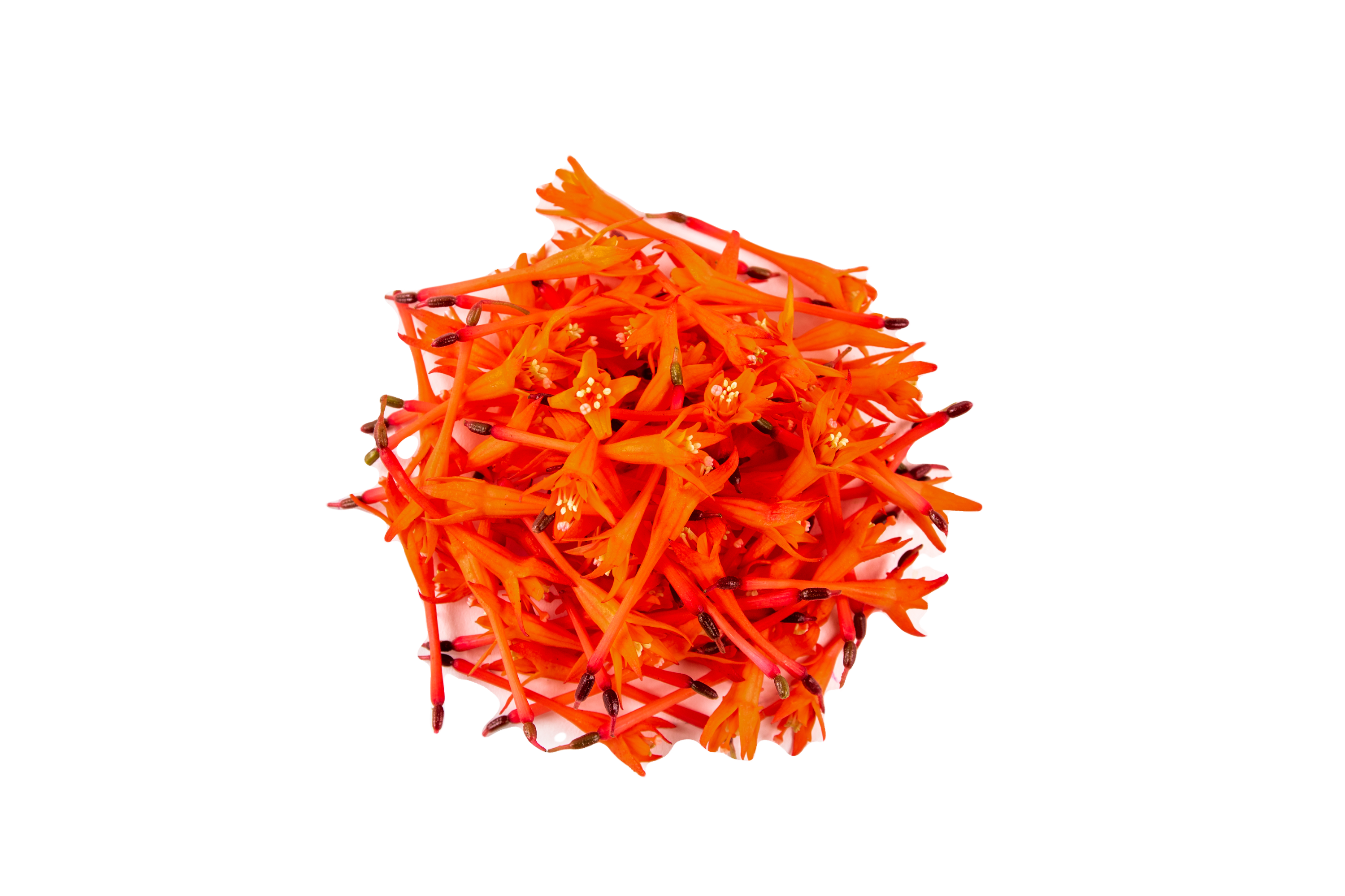 Bâton Rouge