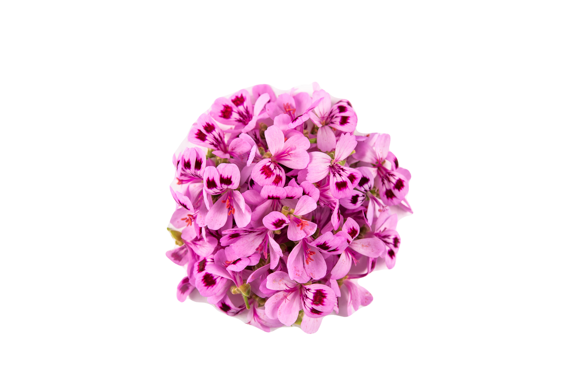 Géranium