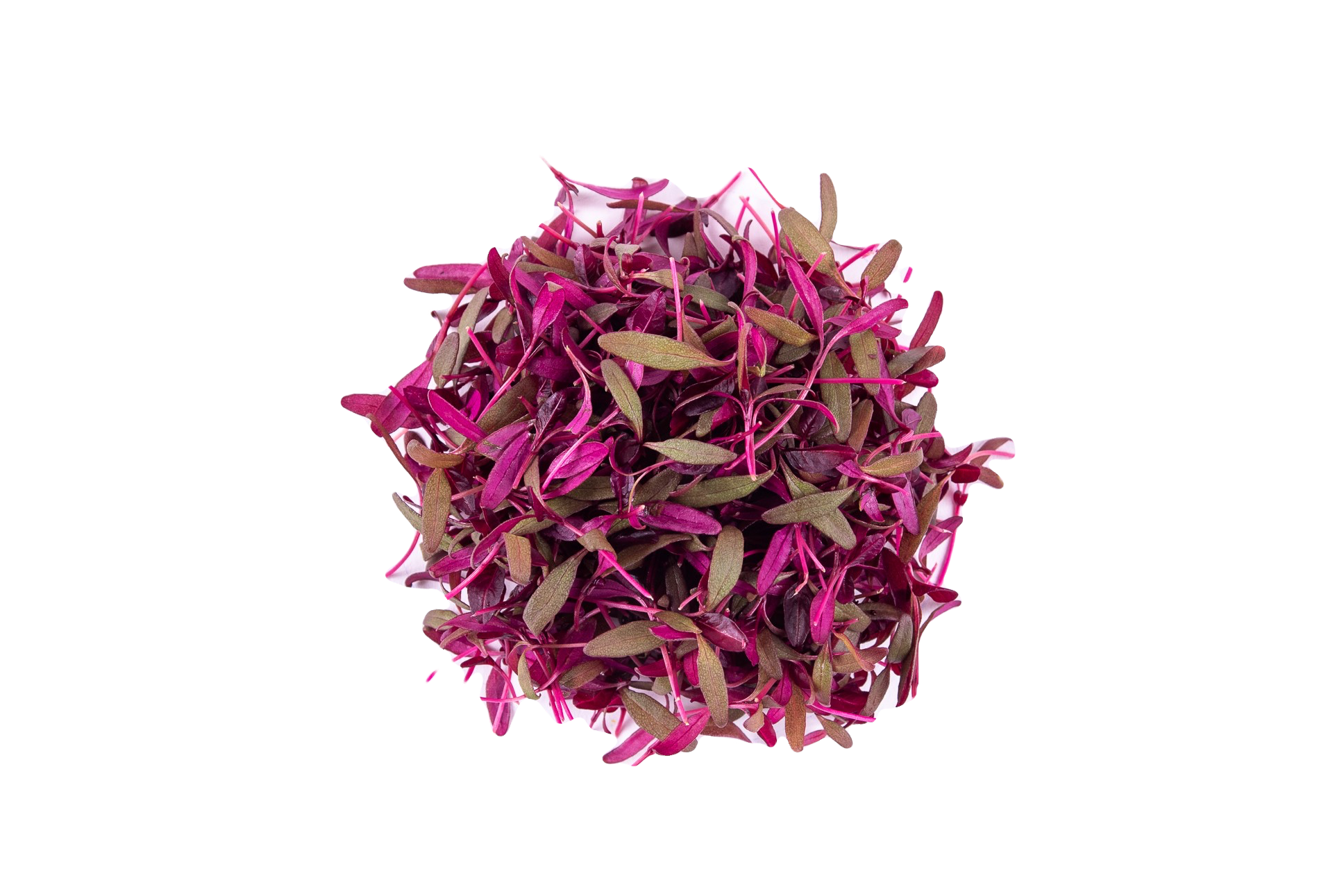 Micro Amaranthe