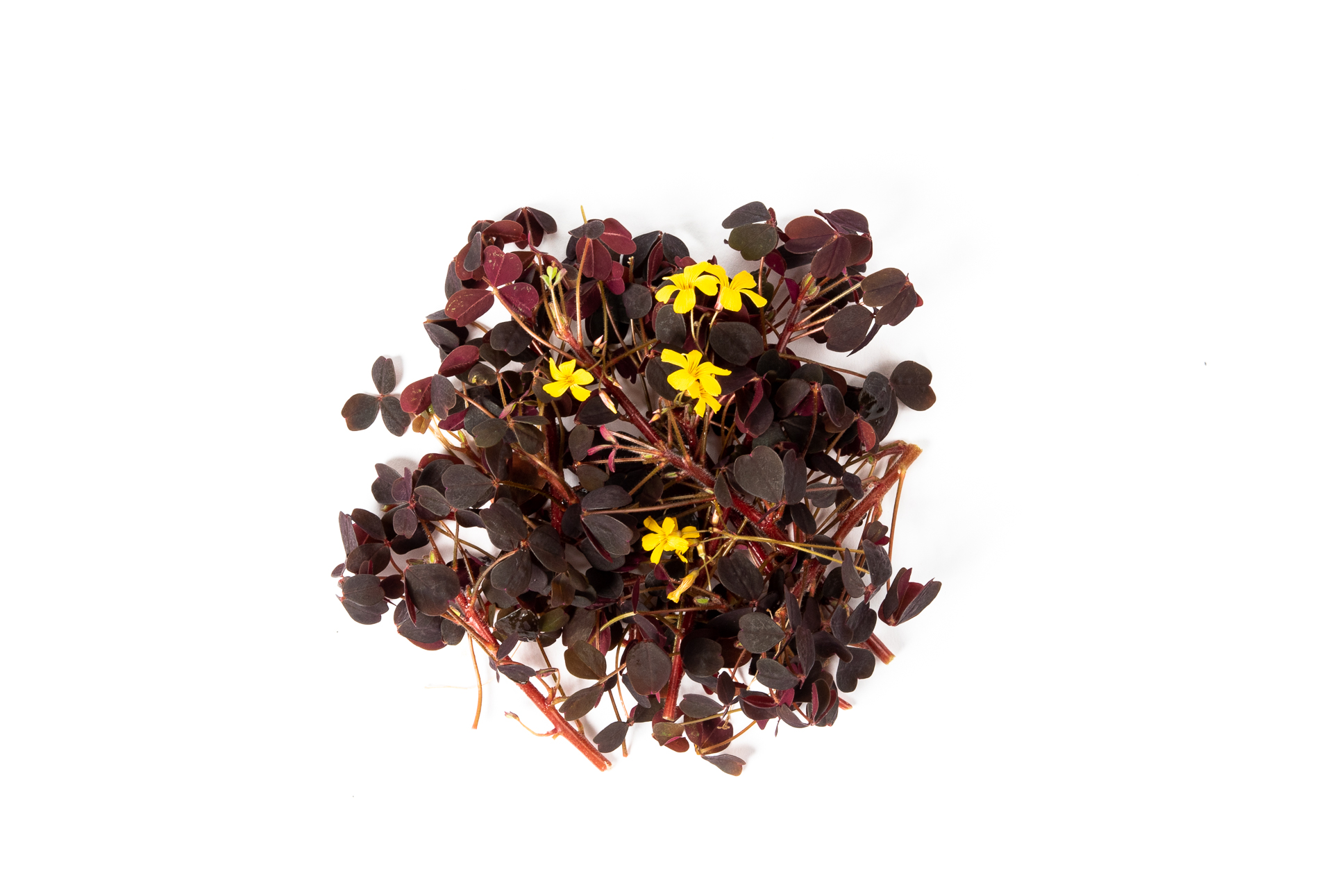 Oxalis Pourpre avec fleurs