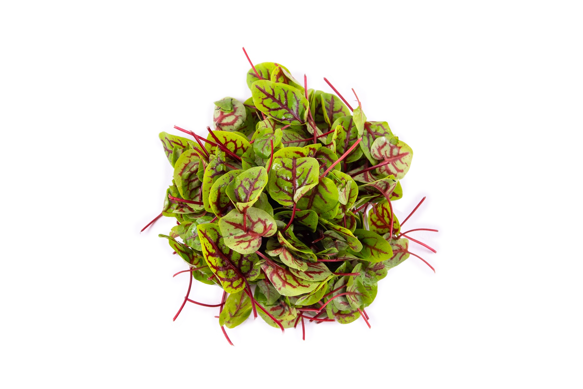 Micro Oseille Sanguine