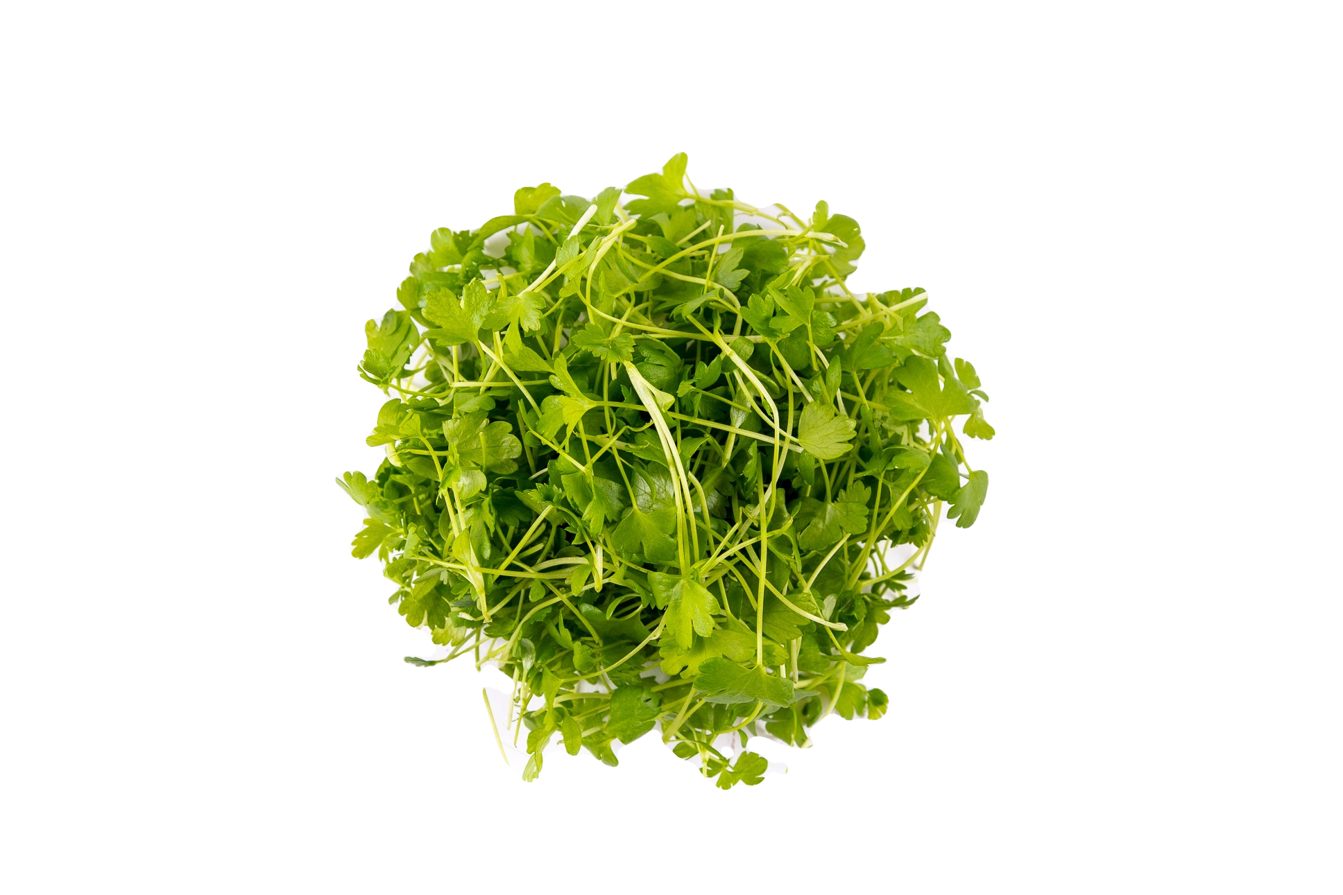 Micro Céleri