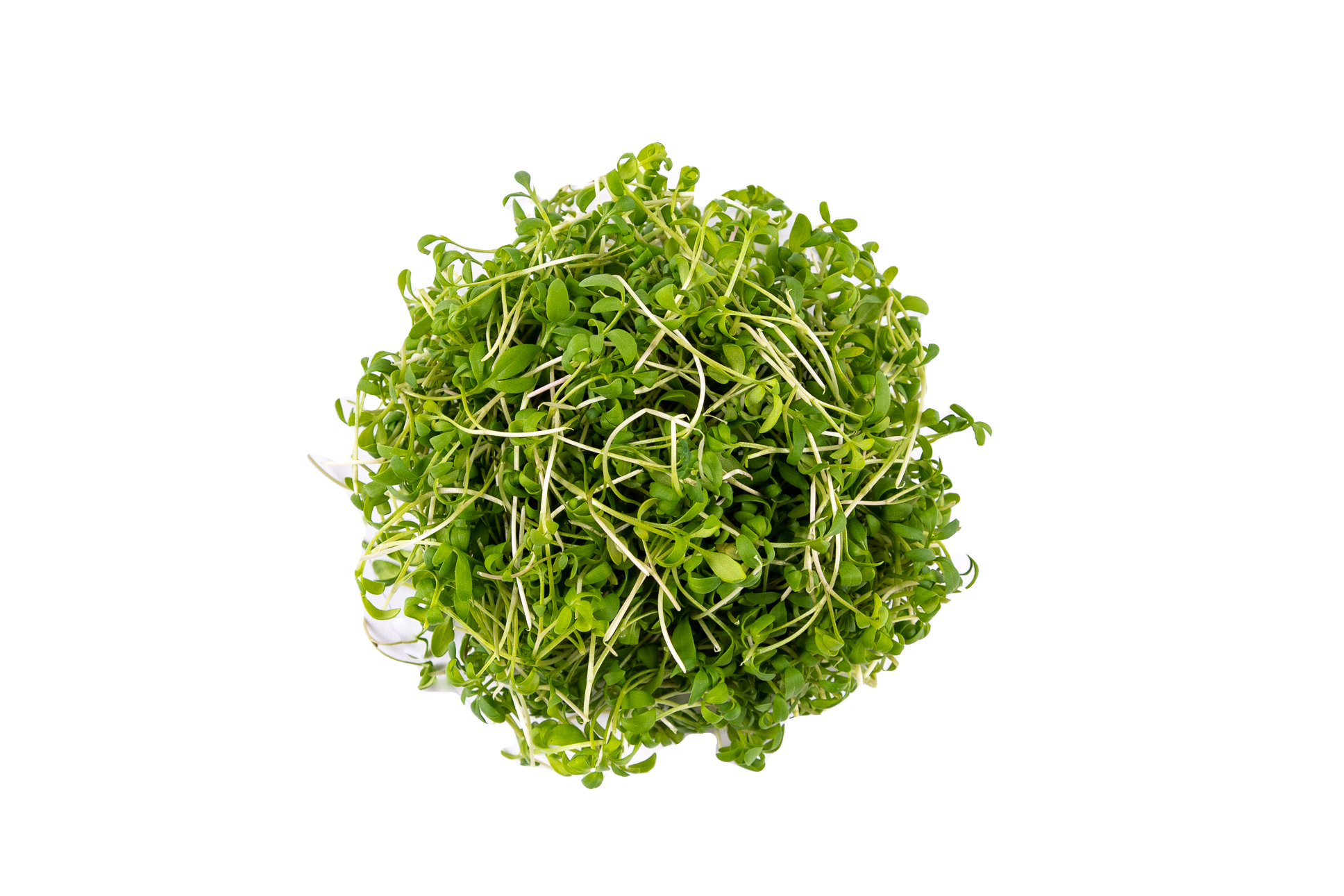 Mini Cresson Alénois