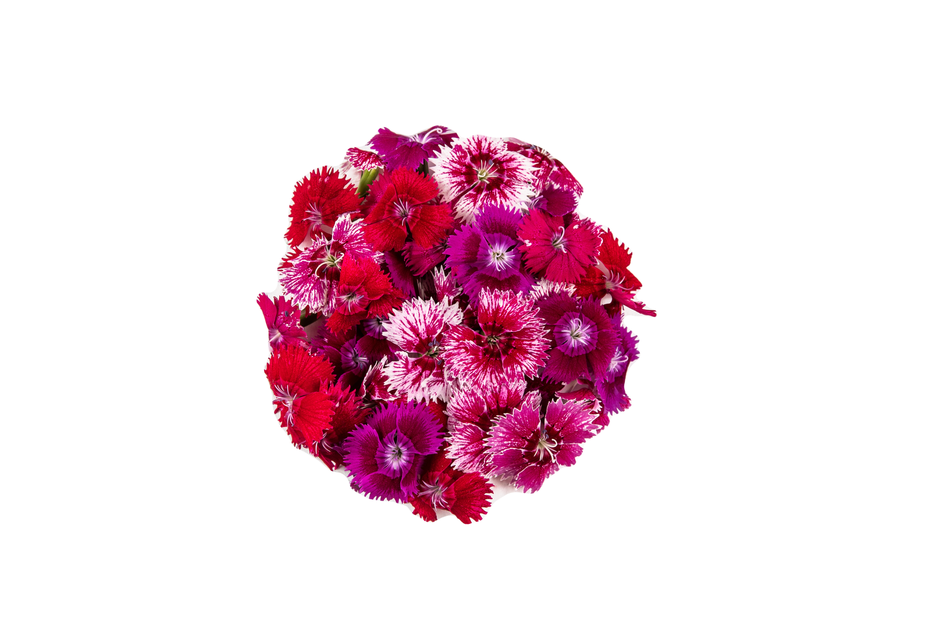 Dianthus
