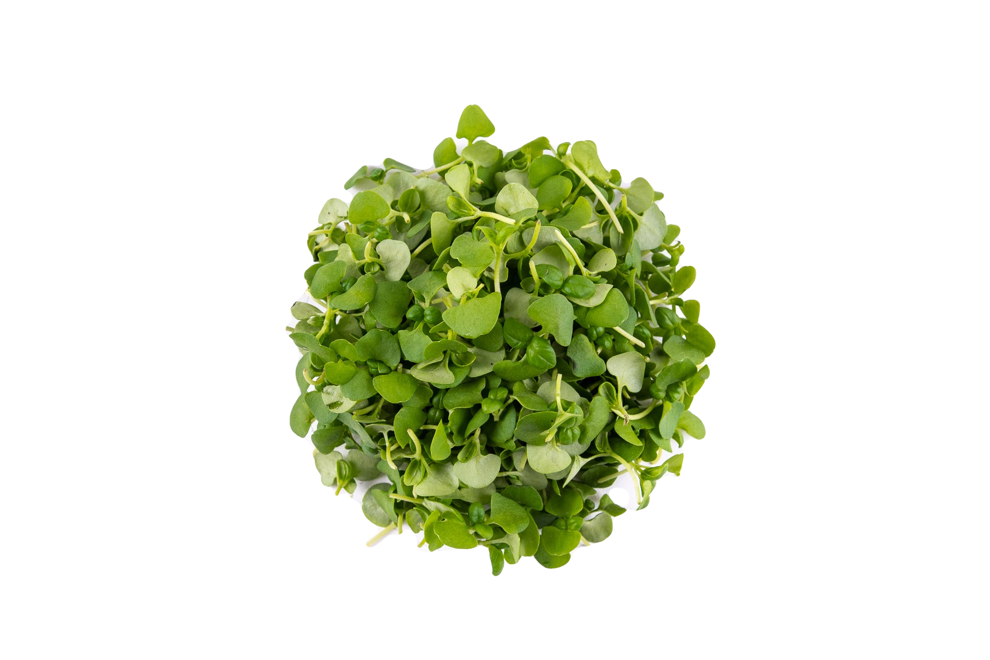 Micro Basilic Vert