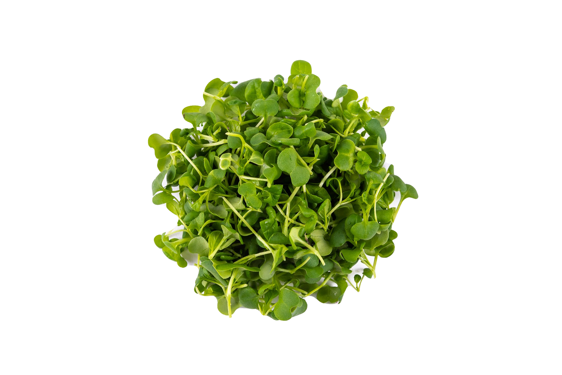 Mini Tatsoi