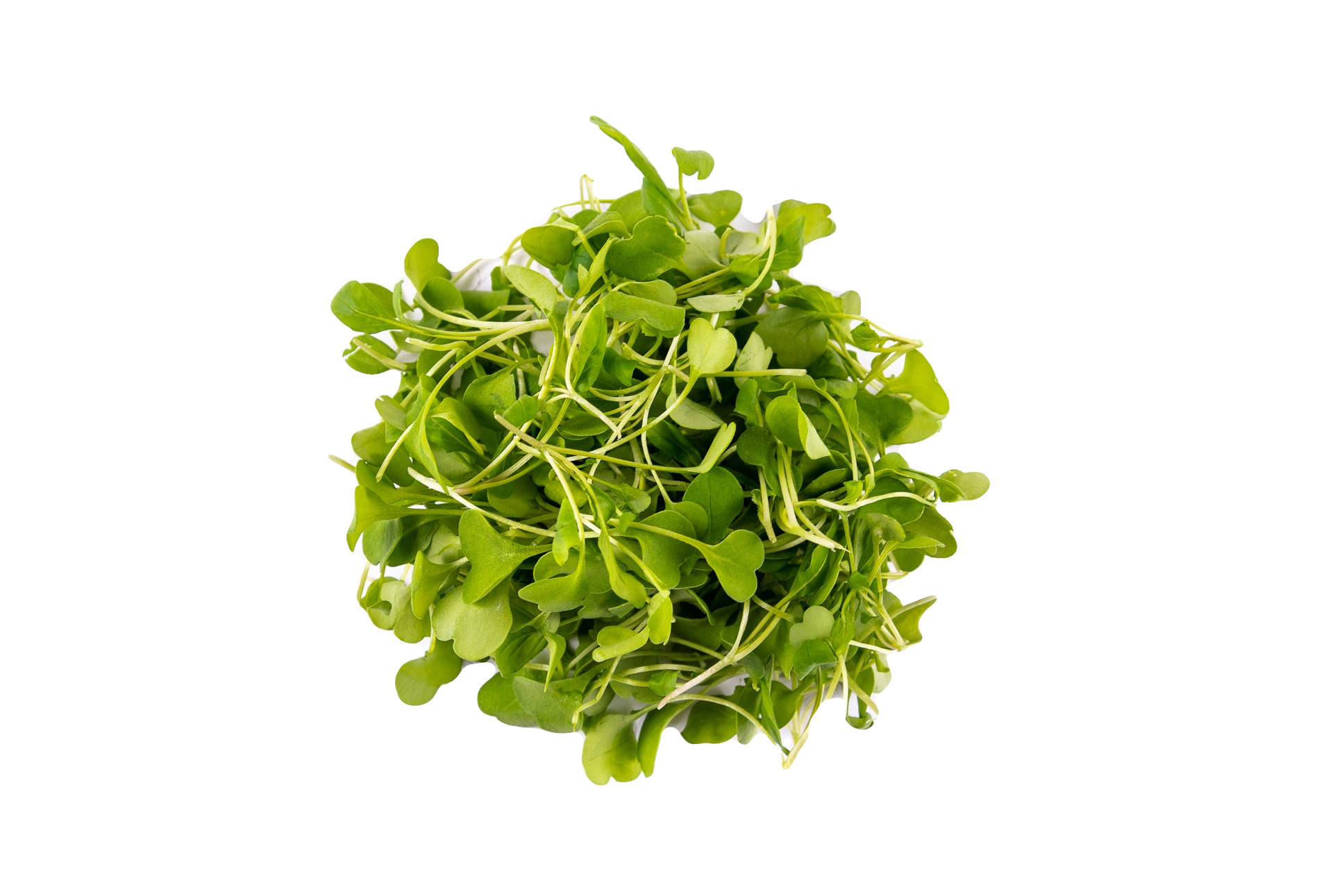 Mini Roquette
