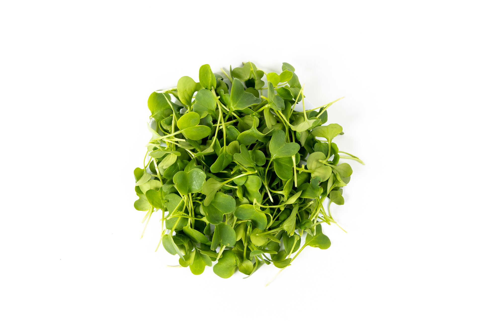 Mini Radis Daikon