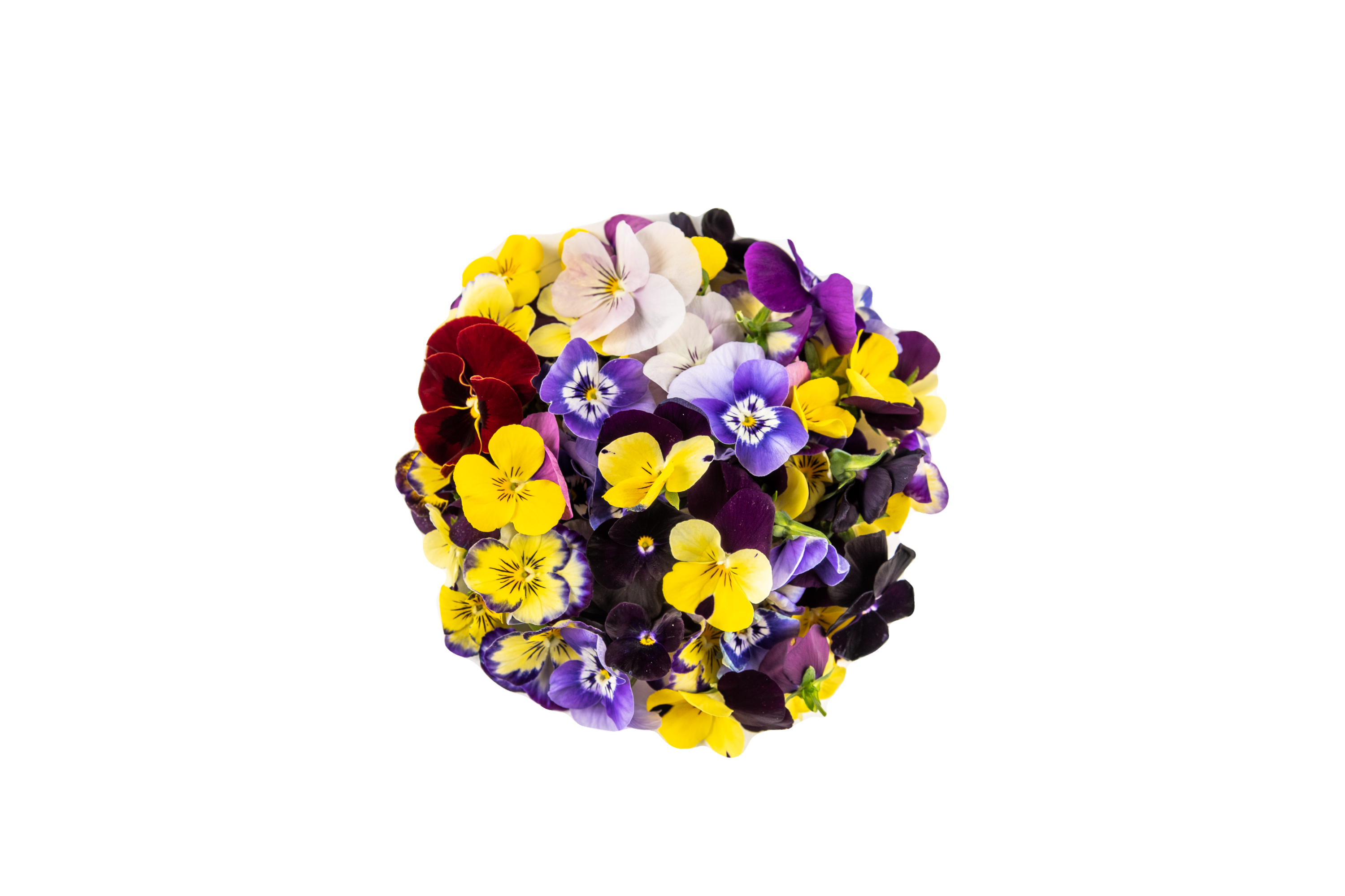 Viola