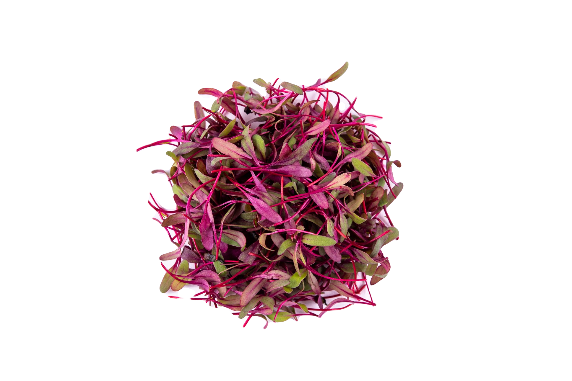 Micro Feuilles de Betterave
