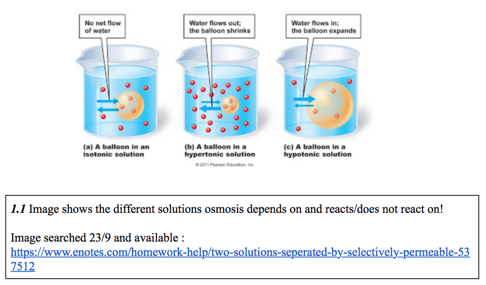 Osmosis Potato Experiment Exam Questions osmosis-potato-experiment-exam-questions