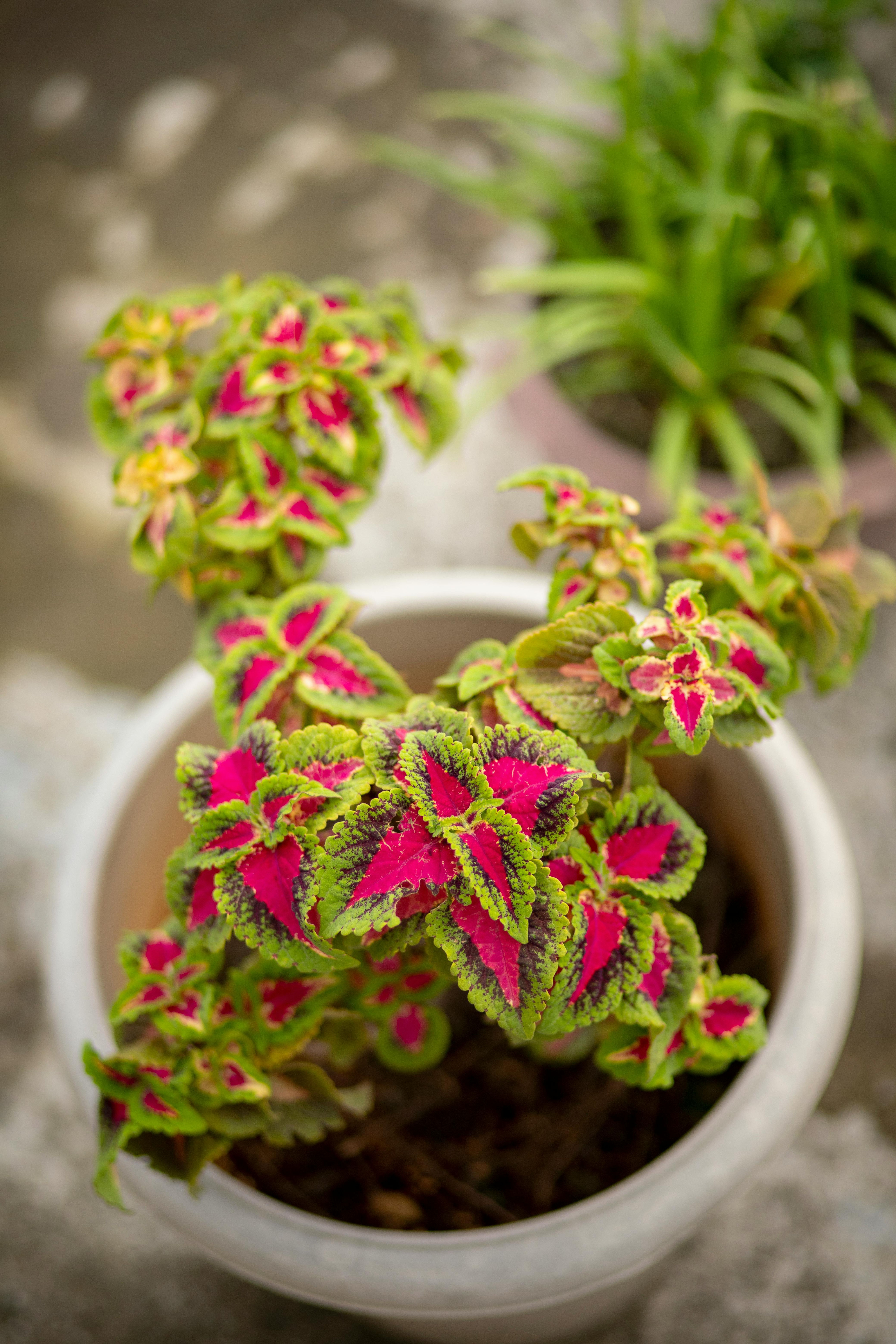 Coleus Green Pink Plant