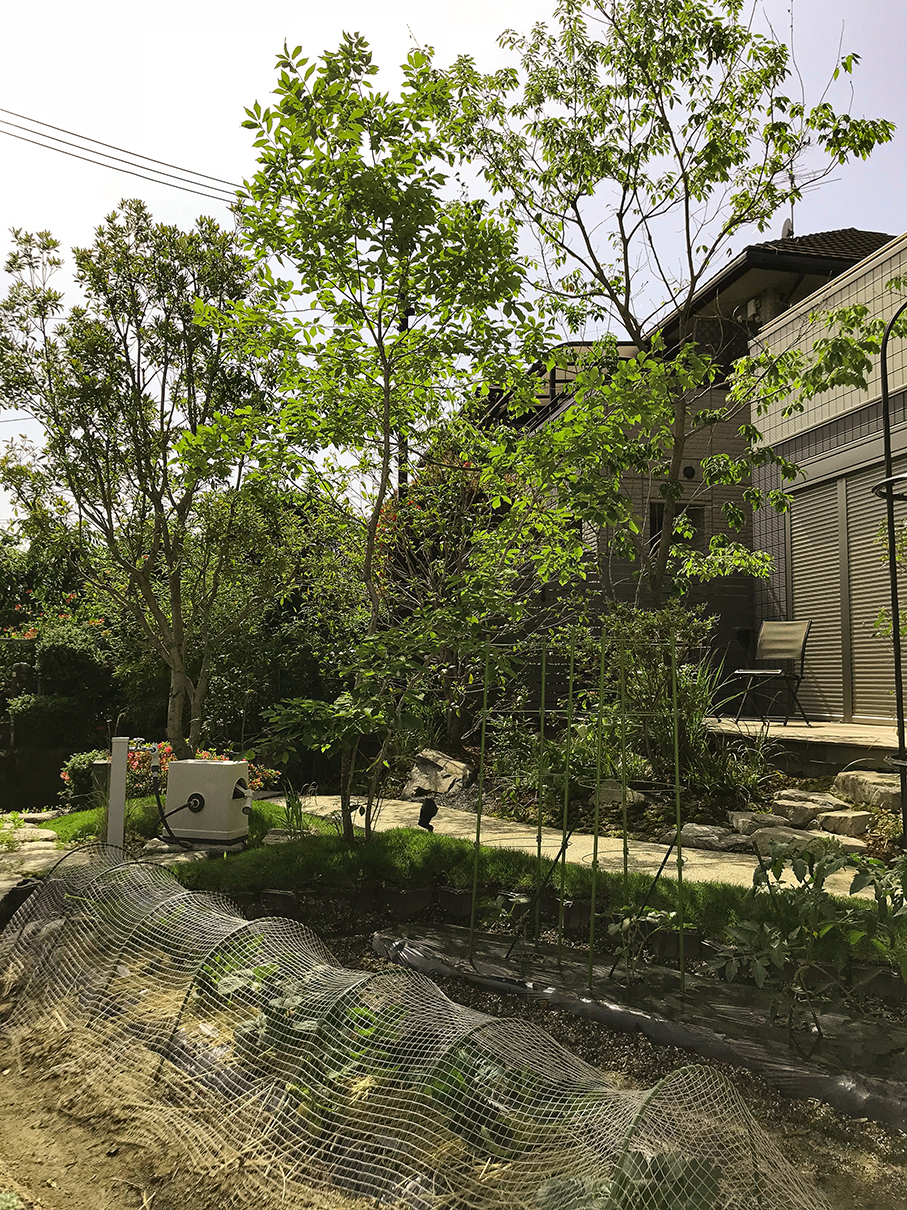 家庭菜園(新築庭工事)