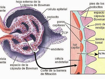 PATOLOGIA RENAL Y GENITOURINARIA
