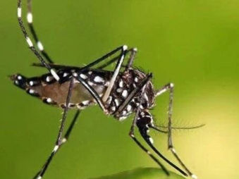 Invierno Sin Aedes Aegyti en Tu Barrio