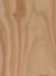 Japanese Cedar