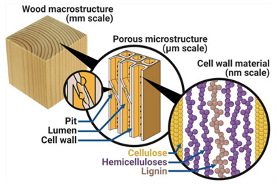 Cellulair Wood Cell Wall