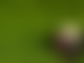 Mortgage Prisoner Remortgages | Lender help