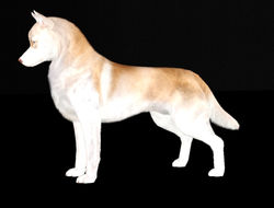 Lilium's Scorpia Antares at Delta