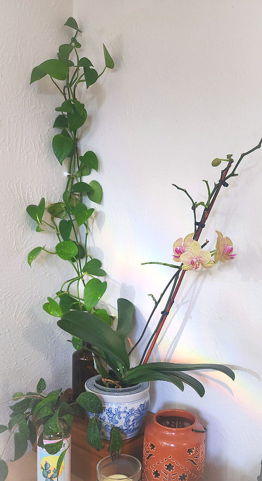 Plants with rainbow_edited_edited.jpg