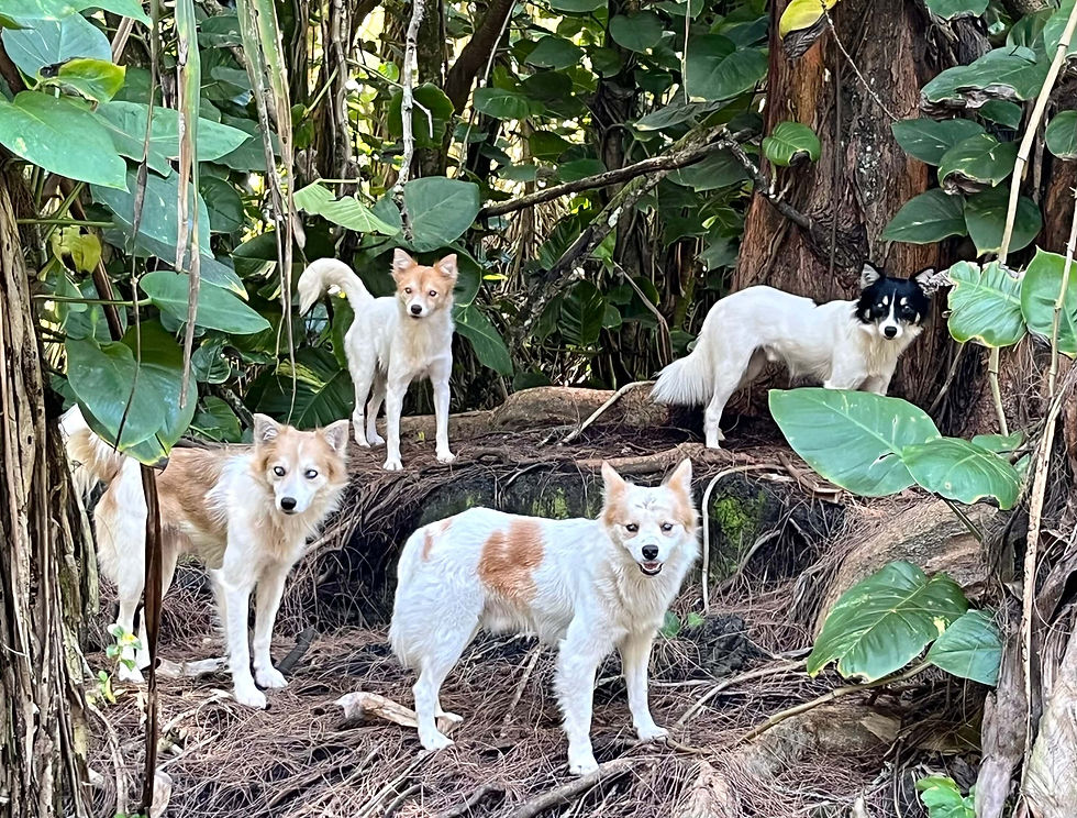 not my neighborhood, but some Big Island dogs