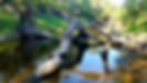 trees blown down in Joshua creek off the Peace river in Arcadia Florida.jpg