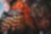 Kākā 1.JPG