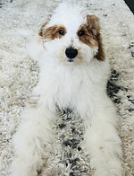 Pup Q.jpeg