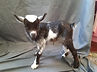 Tilly 2020 doeling.jpg