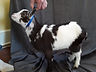Gretyl buckling 2019.jpg