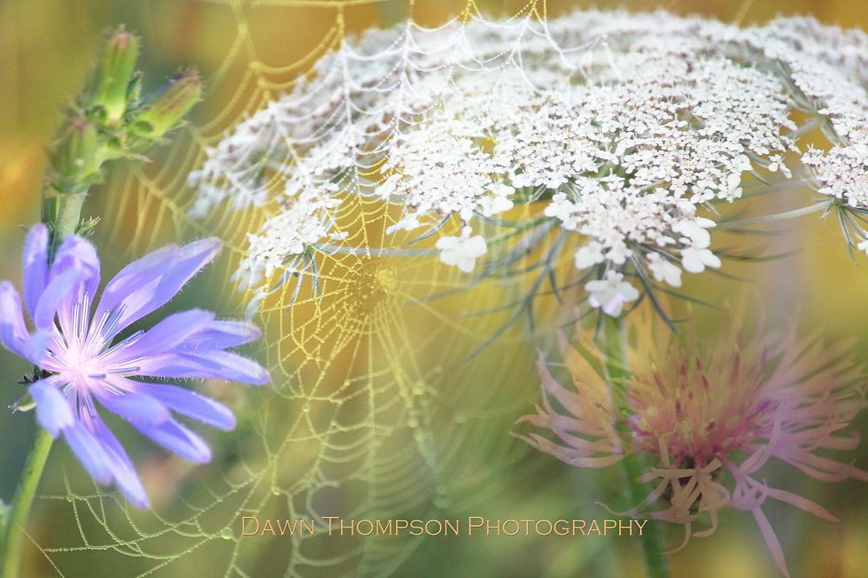 Summer's Last Blooms