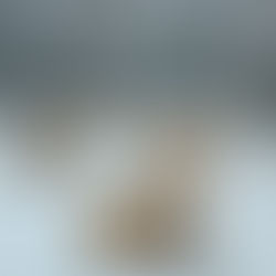 🐝 8 Март: тайните грижи за пчелите — нашите малки дами