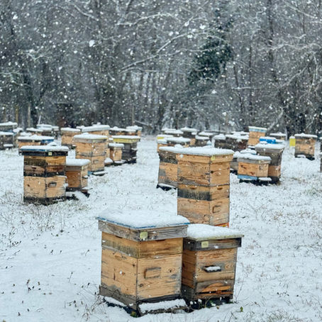 🐝 8 Март: тайните грижи за пчелите — нашите малки дами