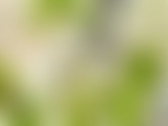 Пчелин през април – какво се случва с пчелите през пролетта