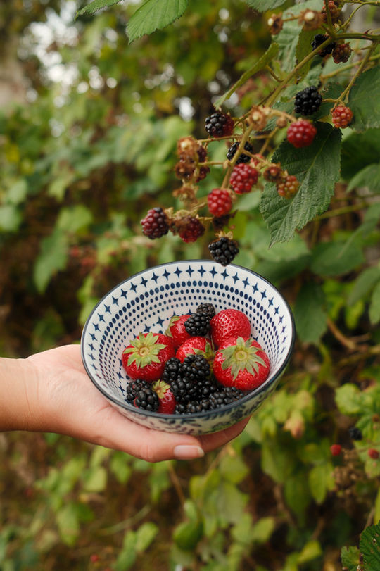 Fruit zorgboerderij de wijkse hoeve
