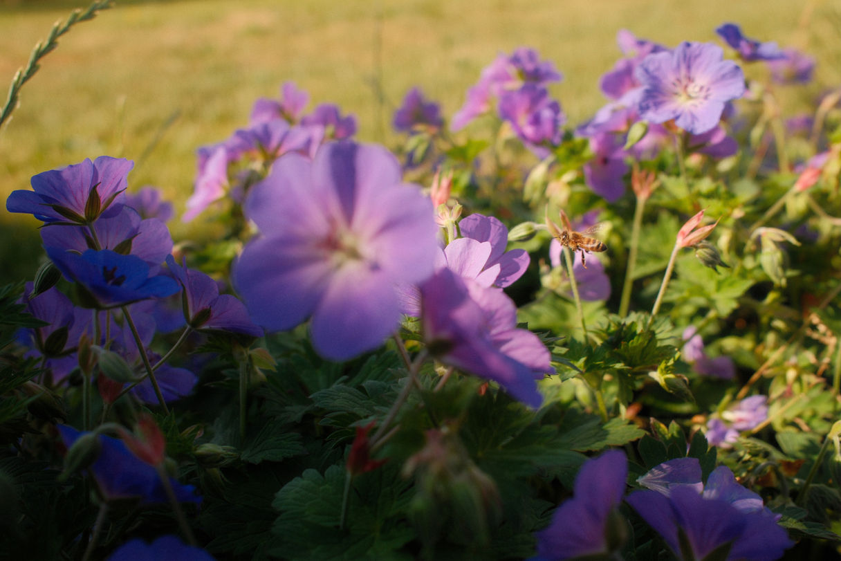 Bloemen zorgboerderij de wijkse hoeve
