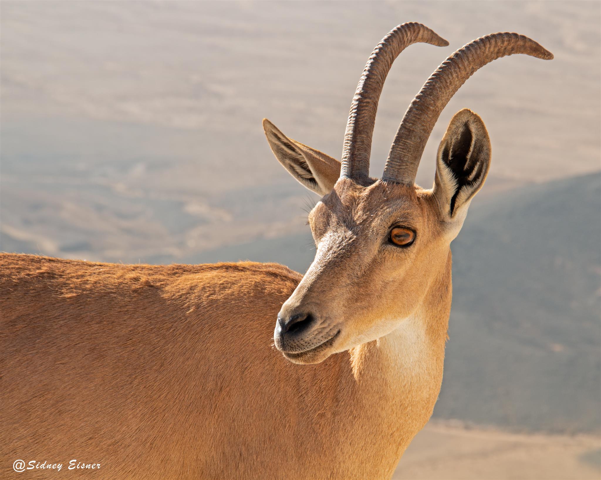 A mountain goat near Mitzpeh Ramon