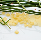 Candelilla wax makeup.png