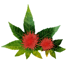 castor oil seeds_edited.png