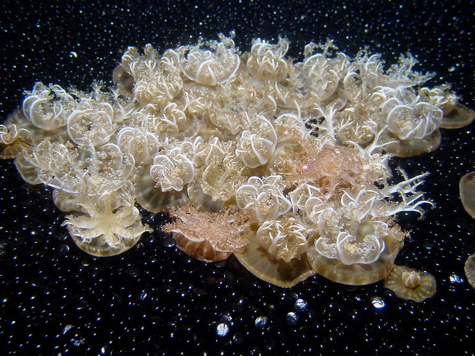 Jellyfish