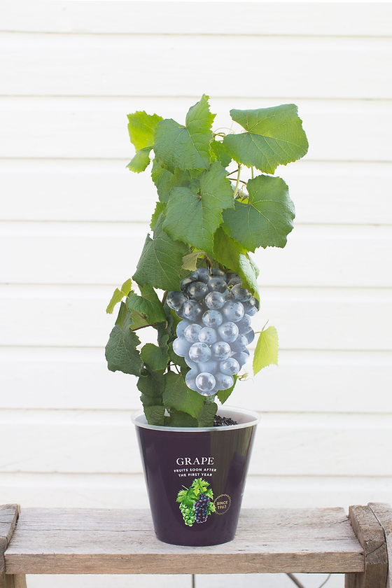 Grape | Elizabeth+Alexandra