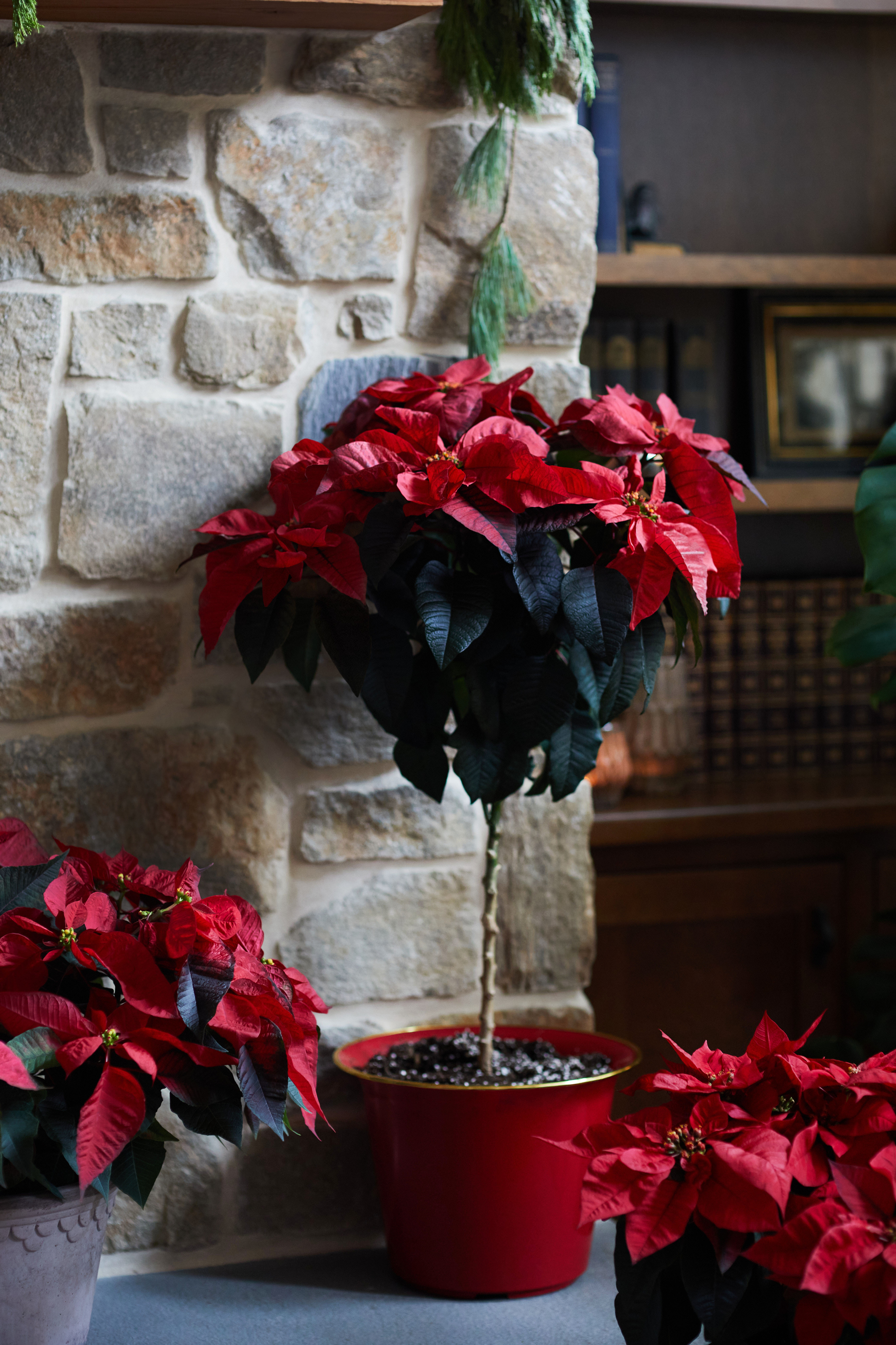 Poinsettia Tree